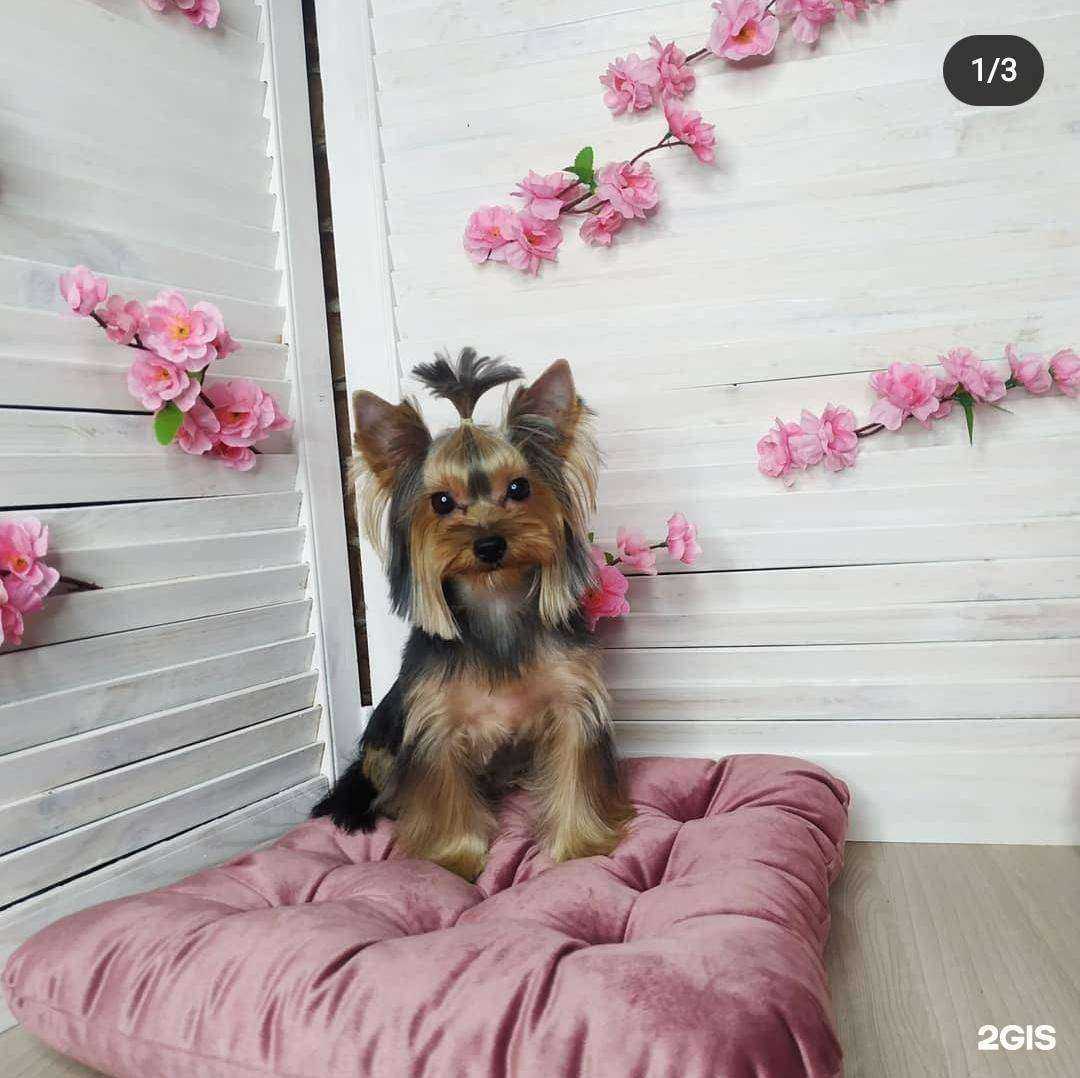 Отзывы на компанию Милка в г. Новокузнецк c фото