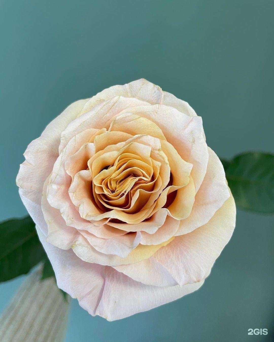 Отзывы на компанию Салон цветов в Екатеринбурге c фото