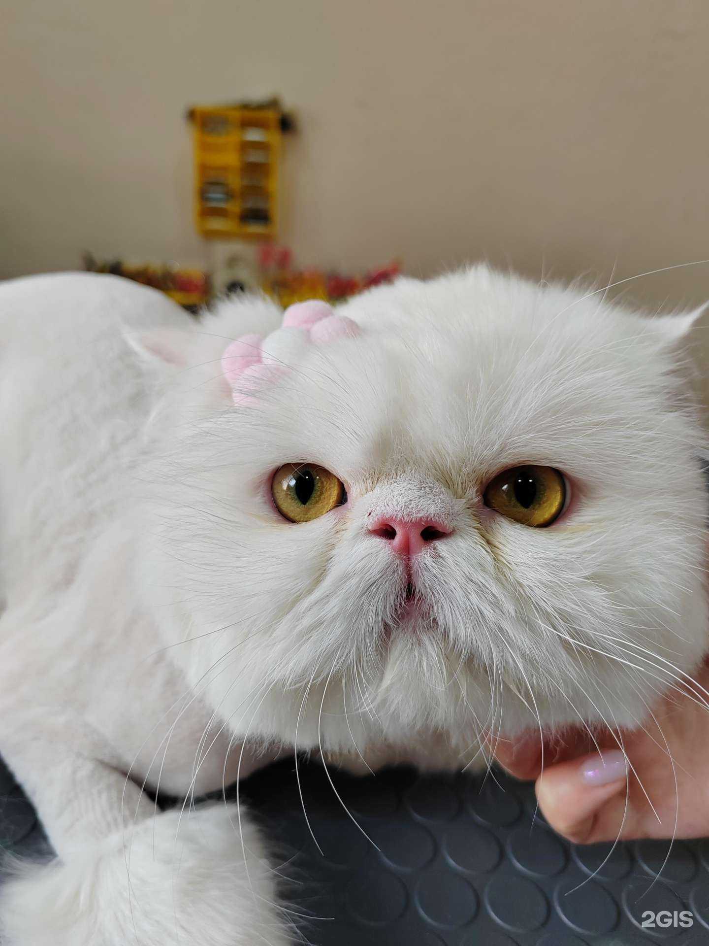 Отзывы на компанию У Люси в Старом Осколе c фото