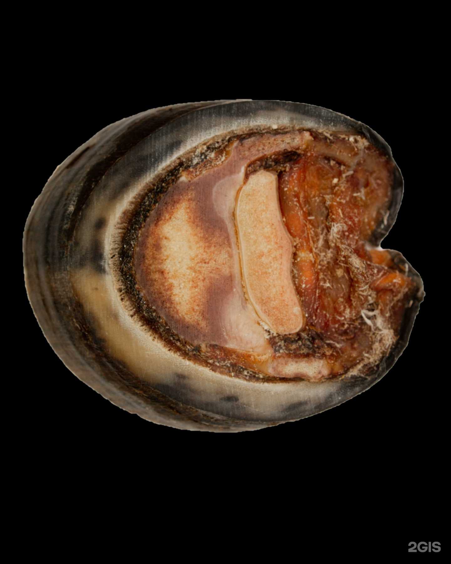 Отзывы на компанию АСЦ Корм в г. Тамбов c фото