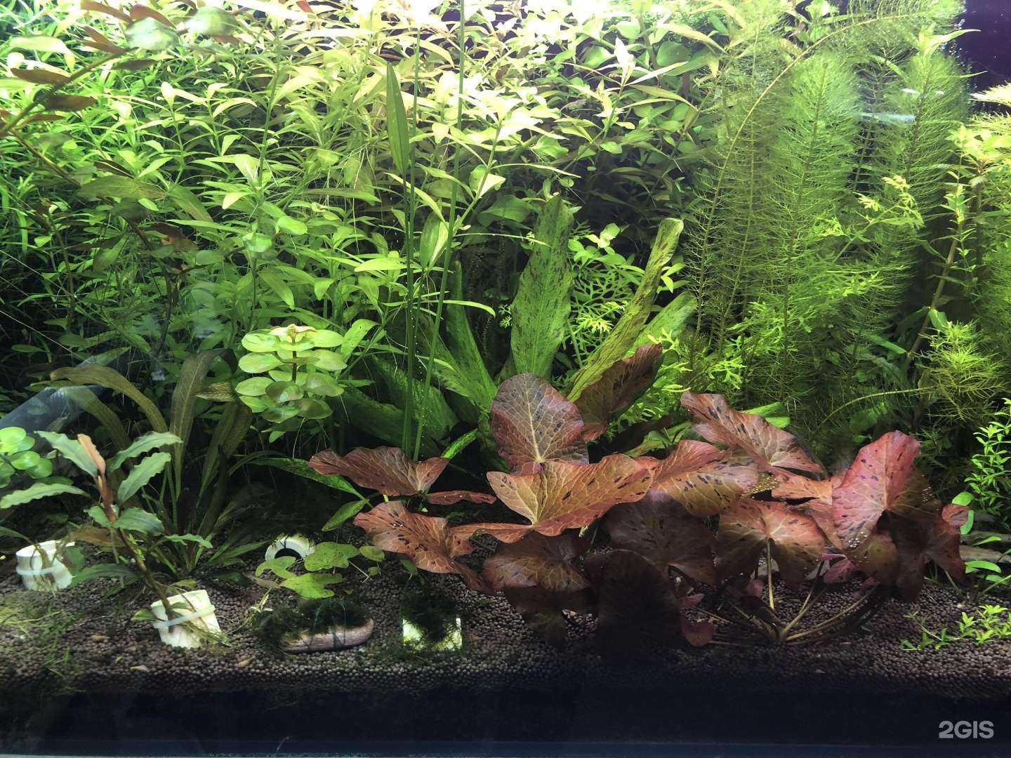 Отзывы на компанию Лавка аквариумиста в Магнитогорске c фото
