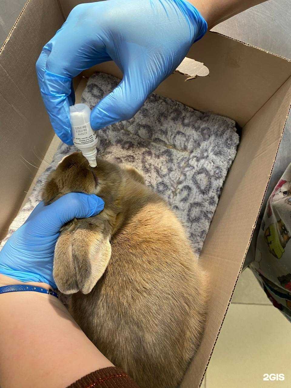 Отзывы на компанию Астравет в г. Новосибирск c фото