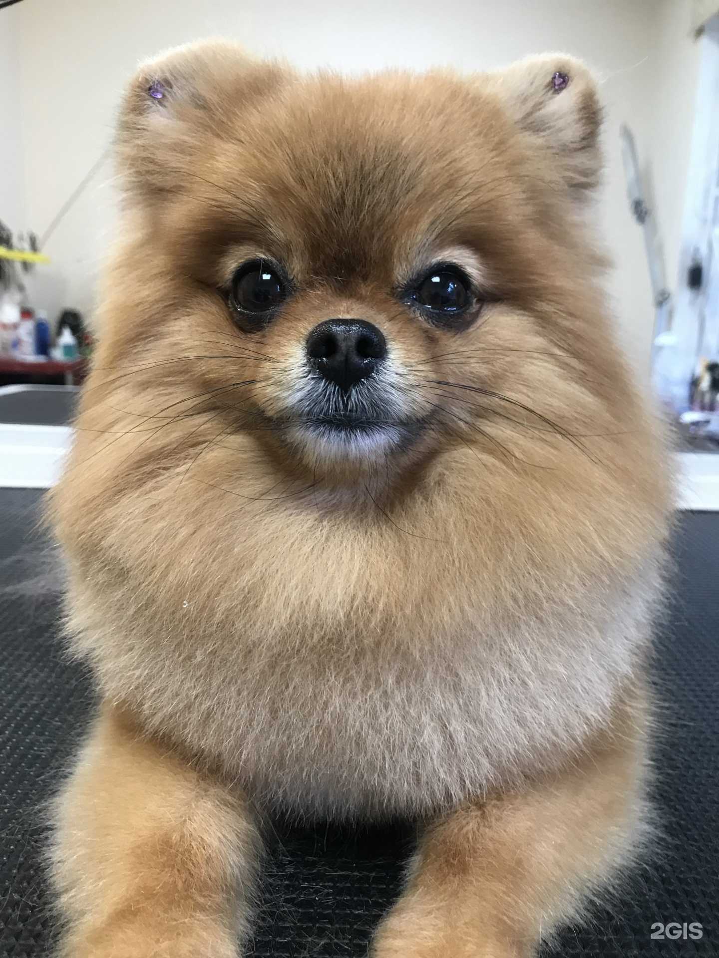 Отзывы на компанию Цаца в Перми c фото