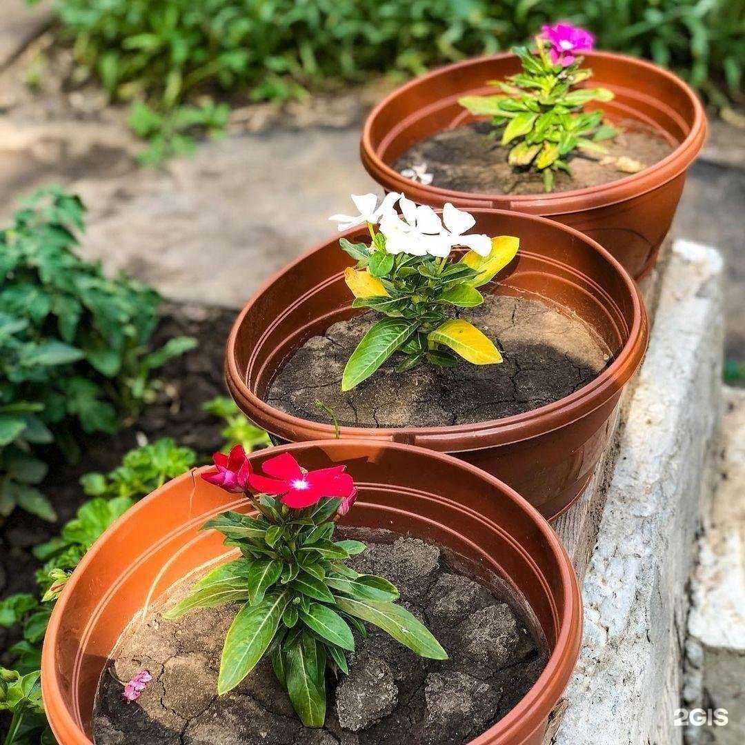 Отзывы на компанию Мир Семян в г. Ростов-на-Дону c фото