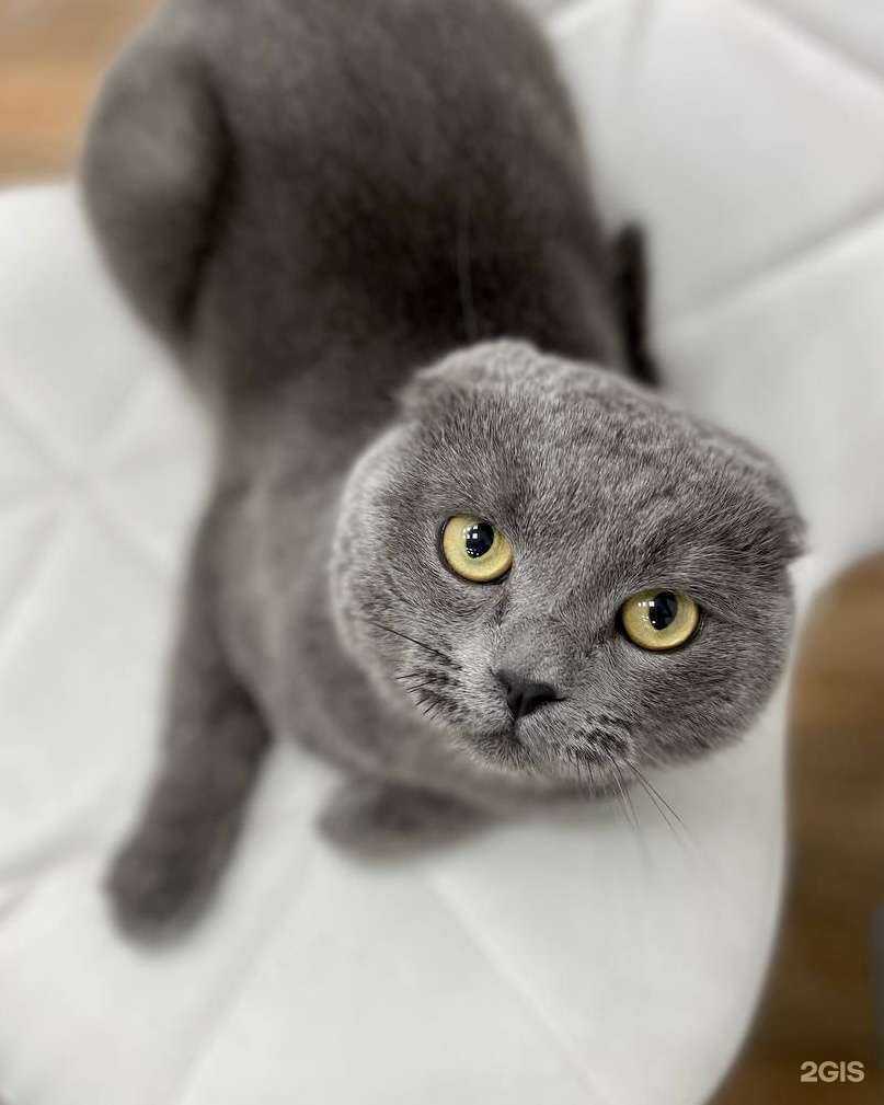 Отзывы на компанию Groom в г. Красноярск c фото