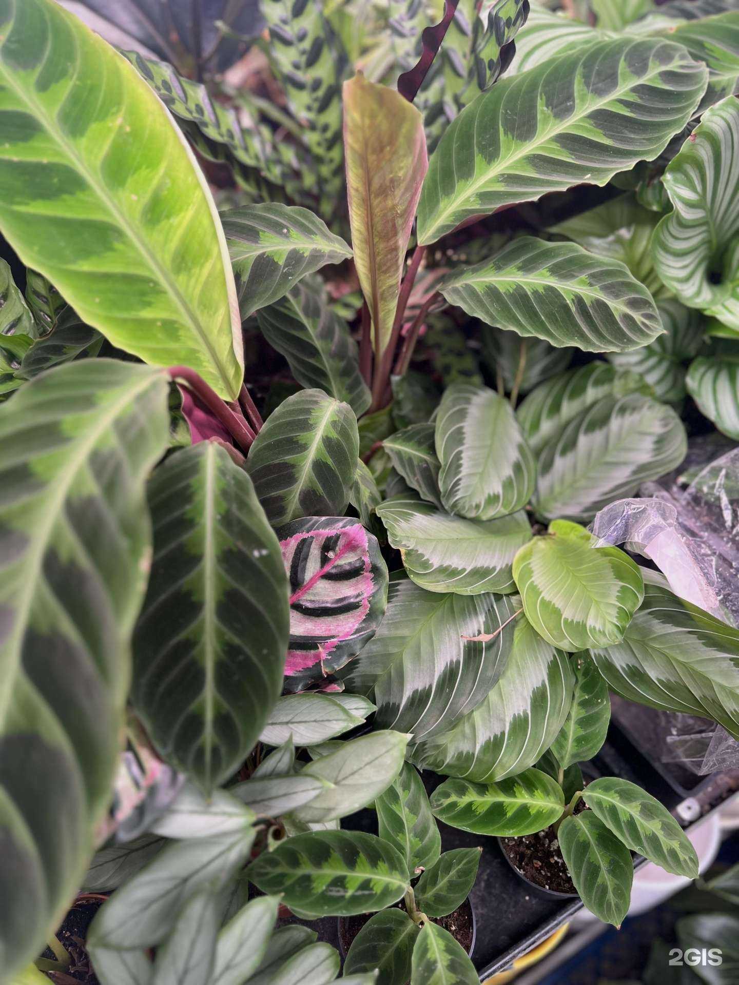 Отзывы на компанию Green story в Екатеринбурге c фото