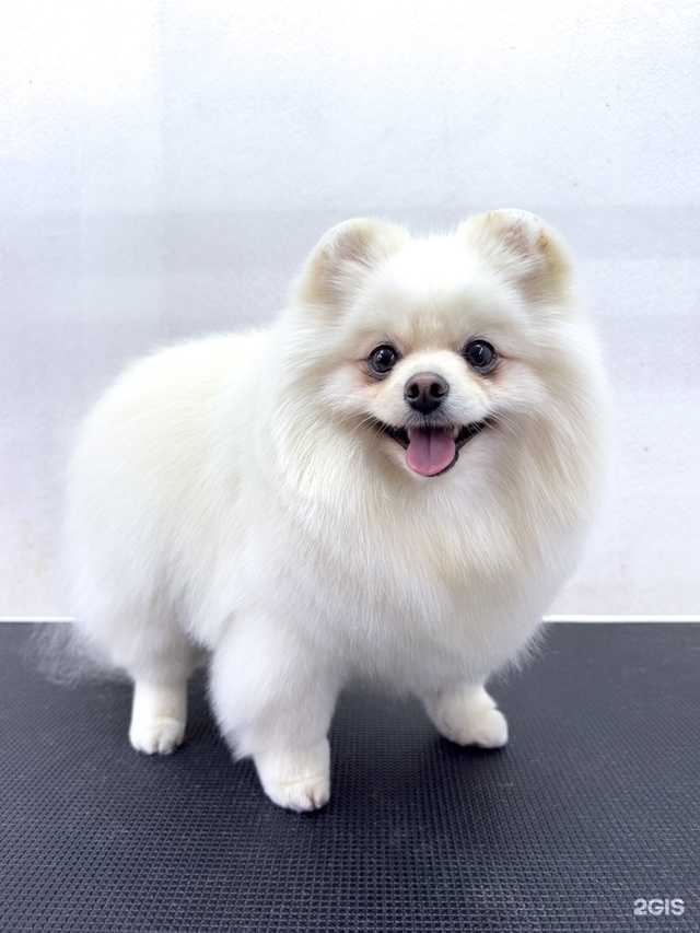 Отзывы на компанию Любимый грумер в Перми c фото