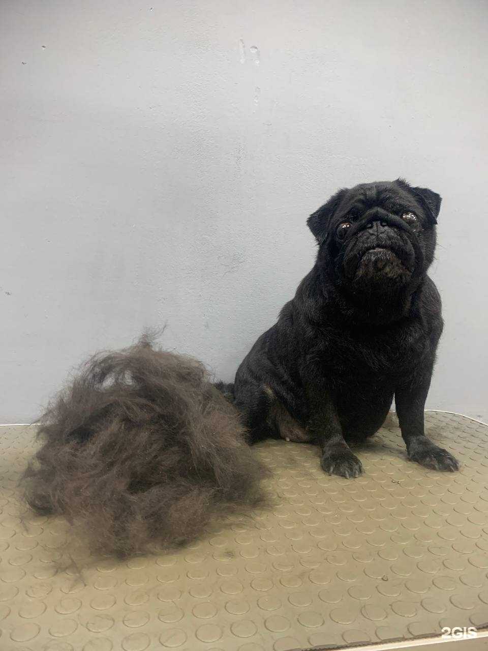 Отзывы на компанию Уши Лапы Хвост в Муроме c фото