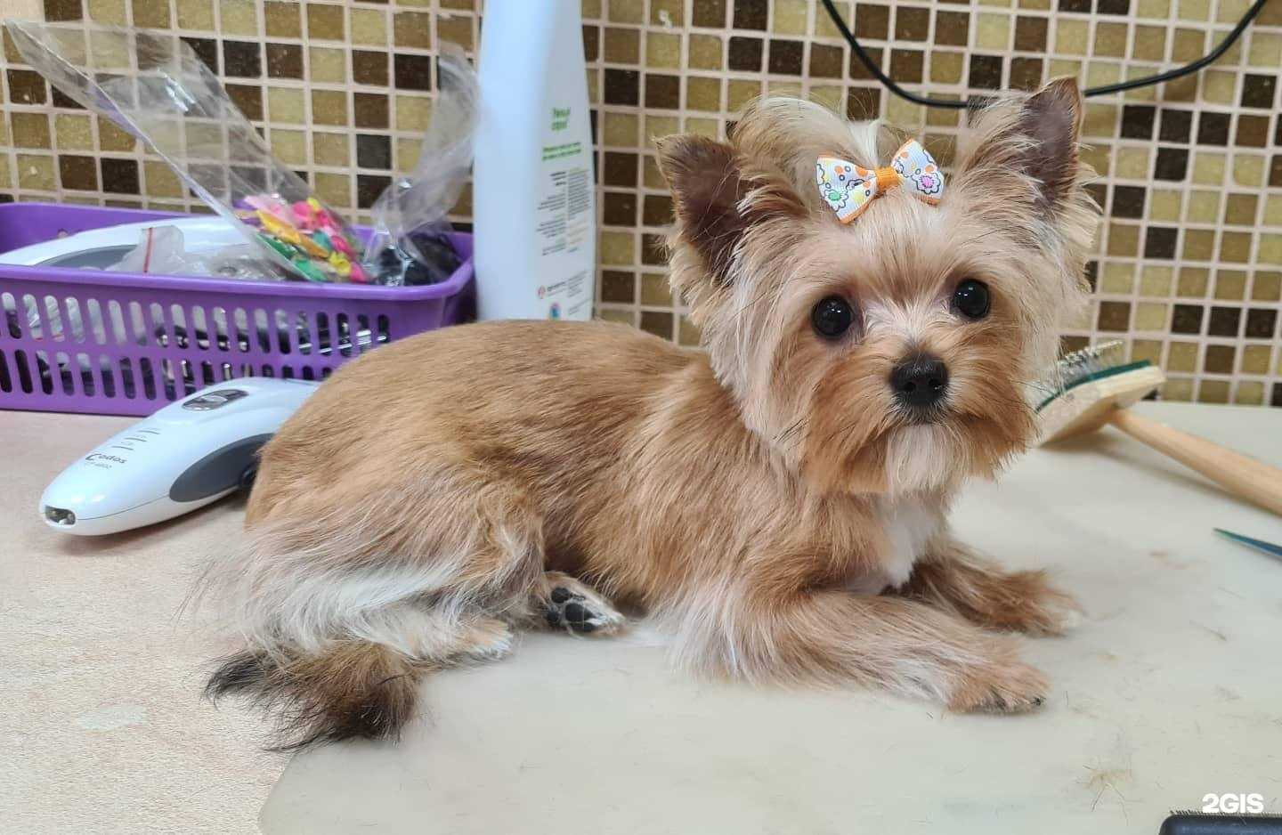 Отзывы на компанию ZooДоктор в Омске c фото