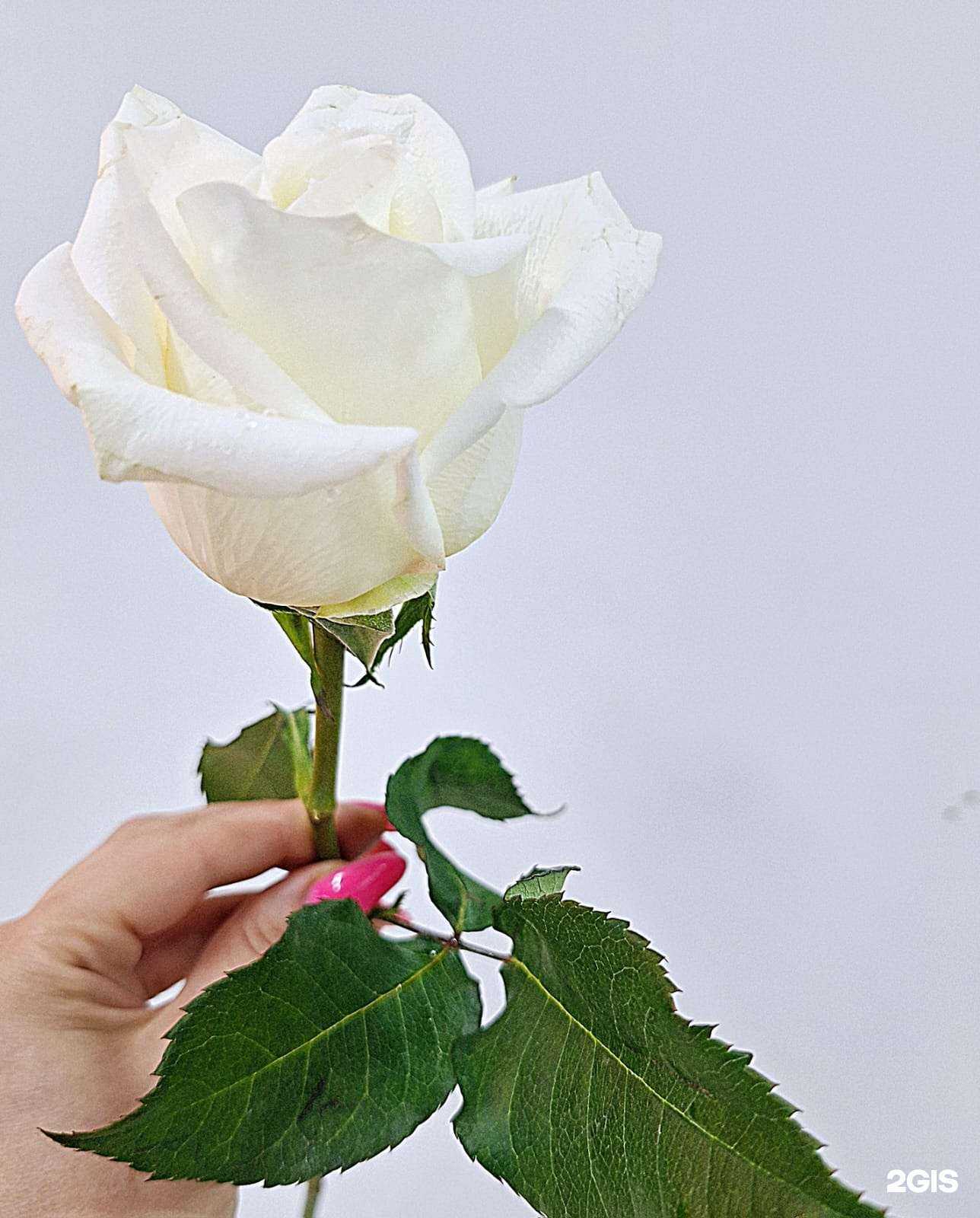 Отзывы на компанию Магазин цветов в Балашихе c фото