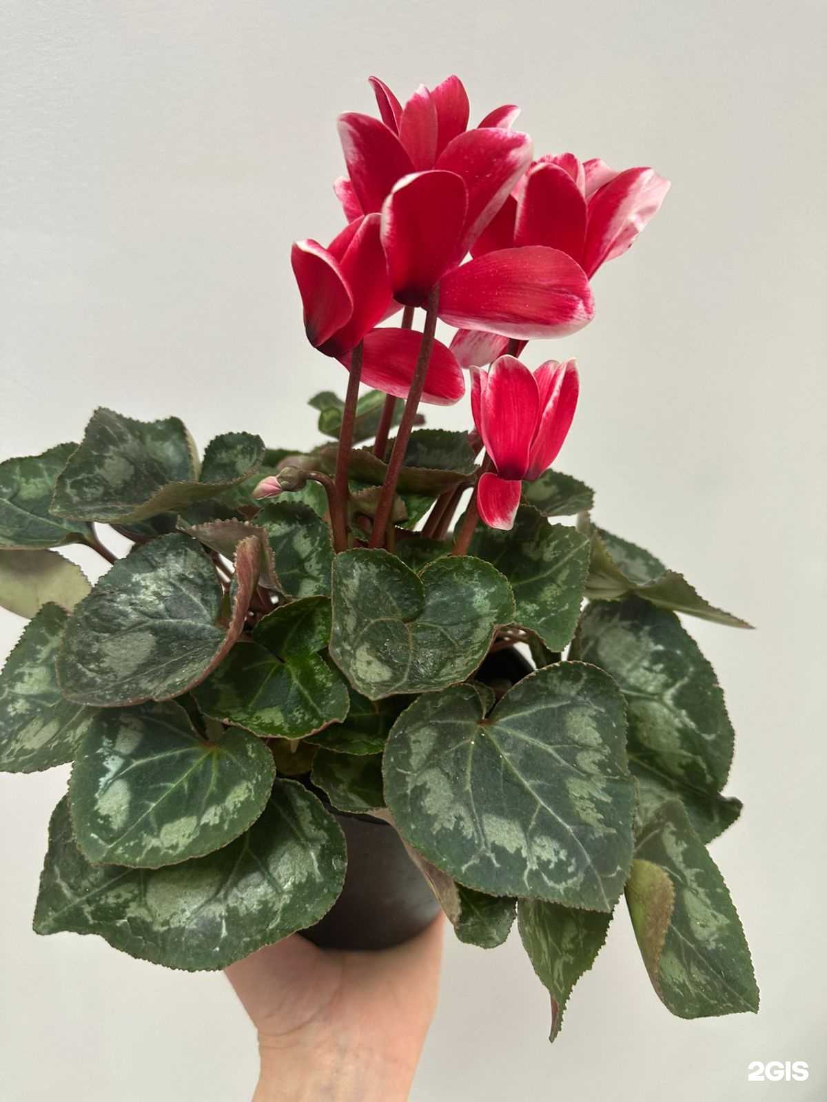 Отзывы на компанию Роза  в Саратове c фото