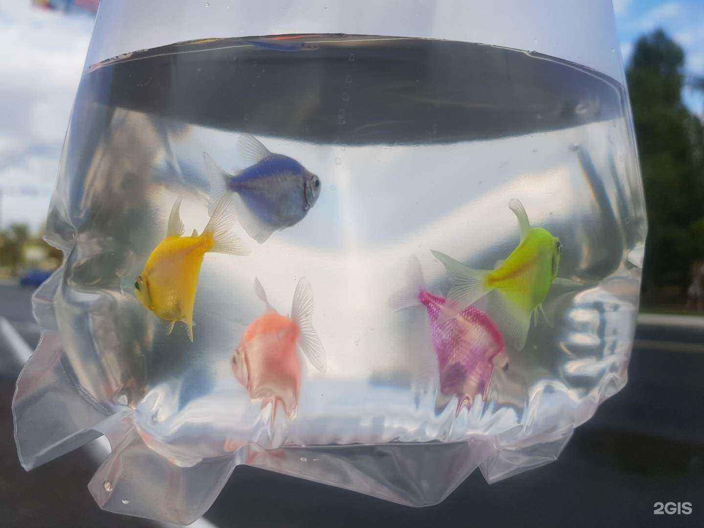 Отзывы на компанию Золотая рыбка в г. Оренбург c фото