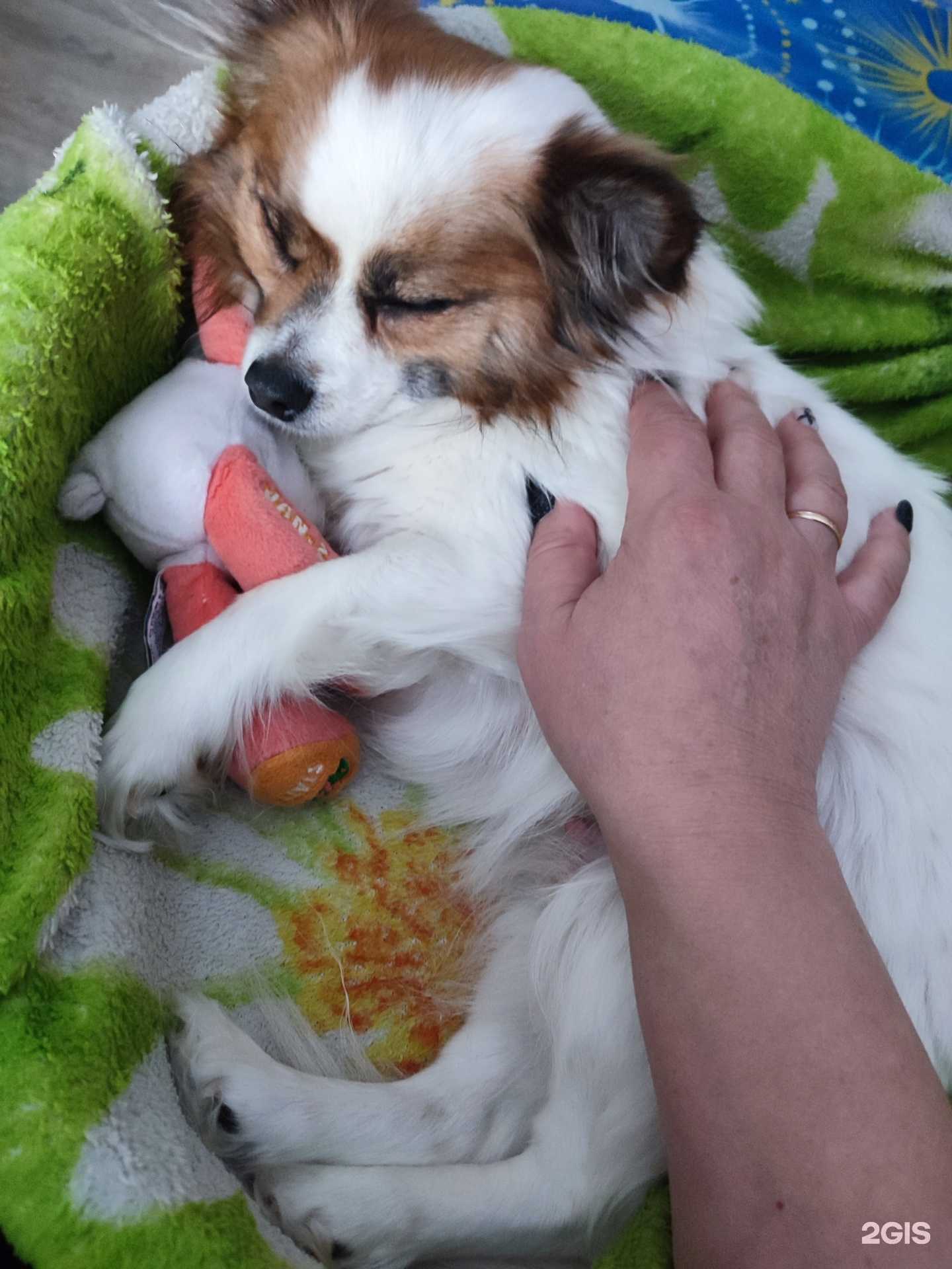 Отзывы на компанию Ветеринарная клиника в г. Сыктывкар c фото