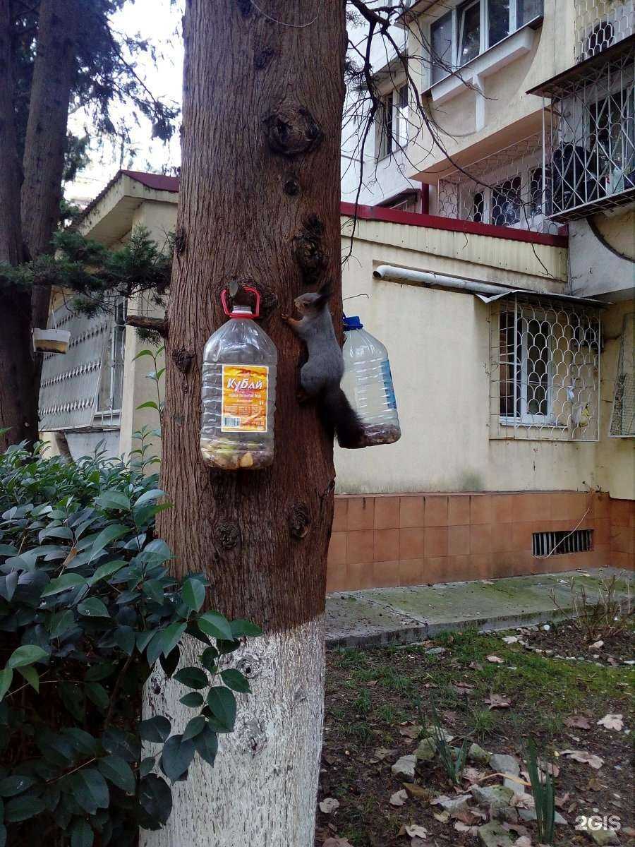 Отзывы на компанию Дельфин в Сочи c фото - фотография 2 из 2