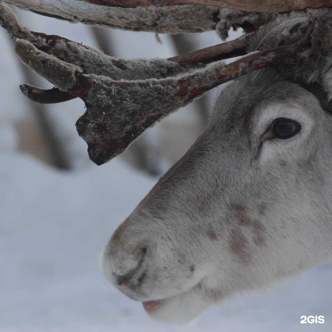 Отзывы на компанию Саквояж в Петрозаводске c фото