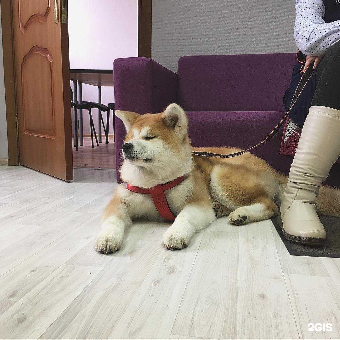 Отзывы на компанию Speak English в г. Пушкино c фото