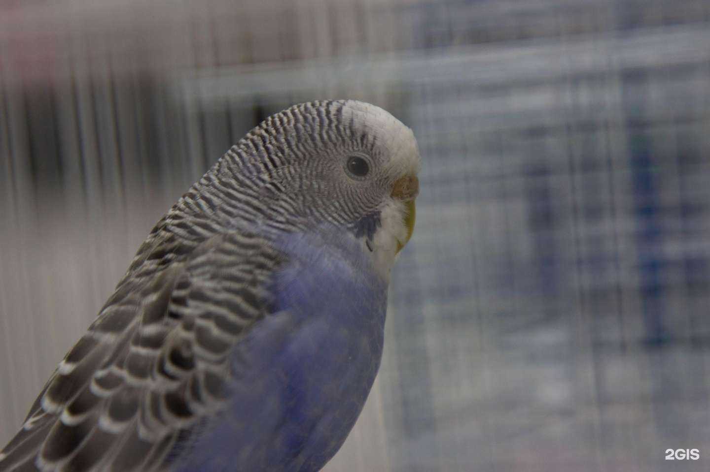 Отзывы на компанию Клиники ветеринарной помощи доктора Зубкова в г. Ростов-на-Дону c фото