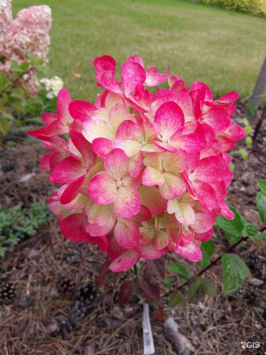 Отзывы на компанию Садовник в Екатеринбурге c фото