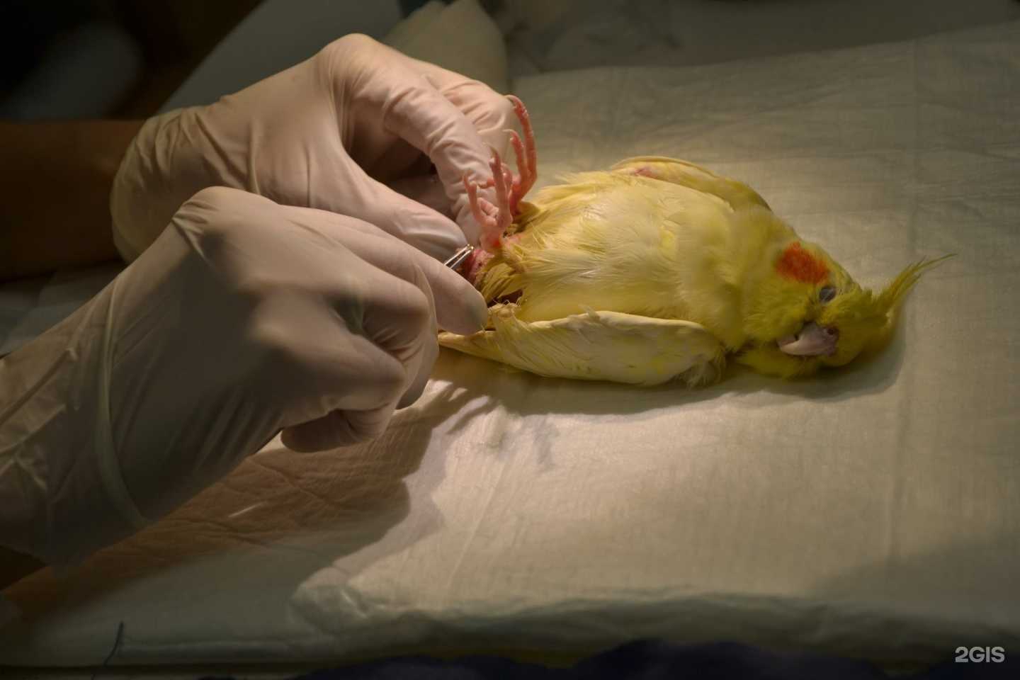 Отзывы на компанию 39 жизней в Калининграде c фото