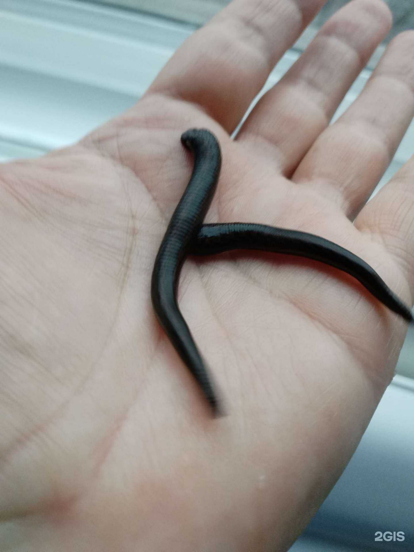 Отзывы на компанию Ecoline в Абакане c фото