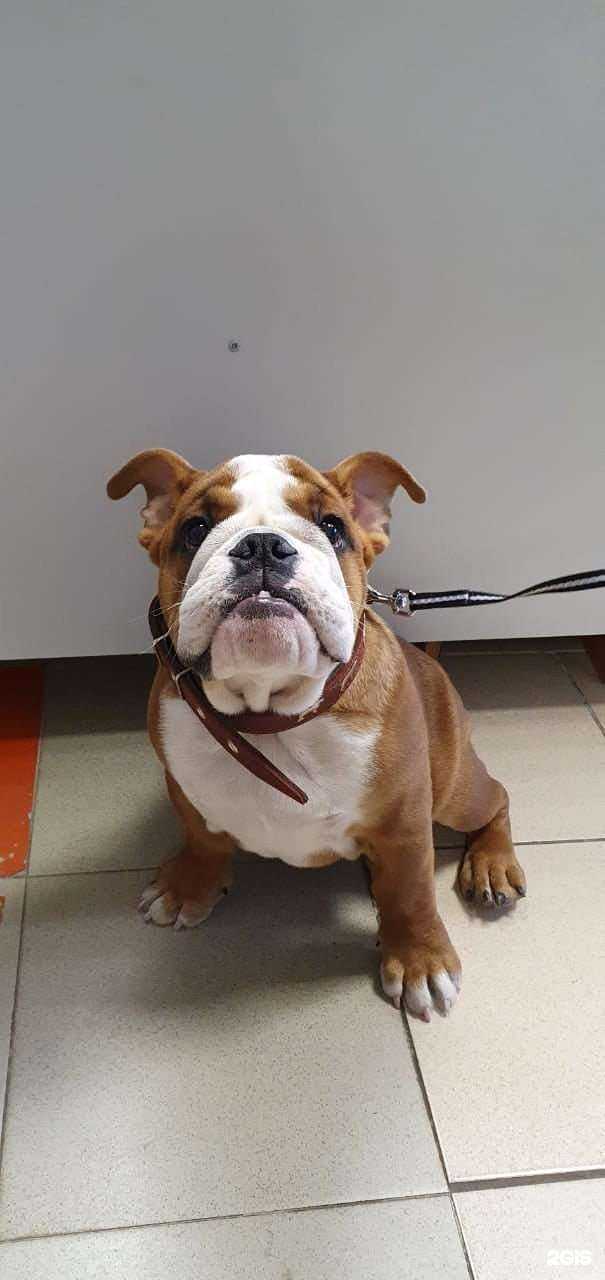 Отзывы на компанию Сто Кормов в Набережных Челнах c фото