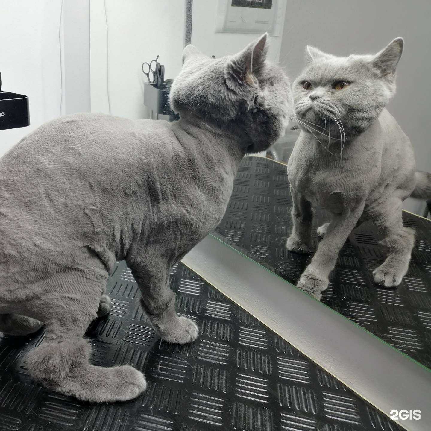 Отзывы на компанию Alpha groom в Уфе c фото