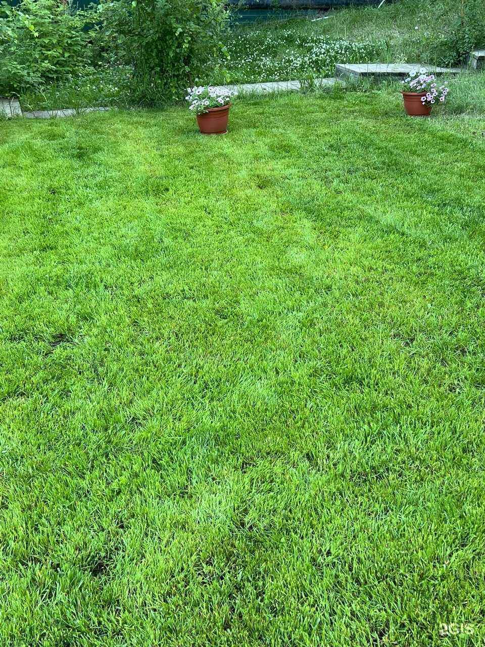 Отзывы на компанию Любимый газон в г. Якутск c фото