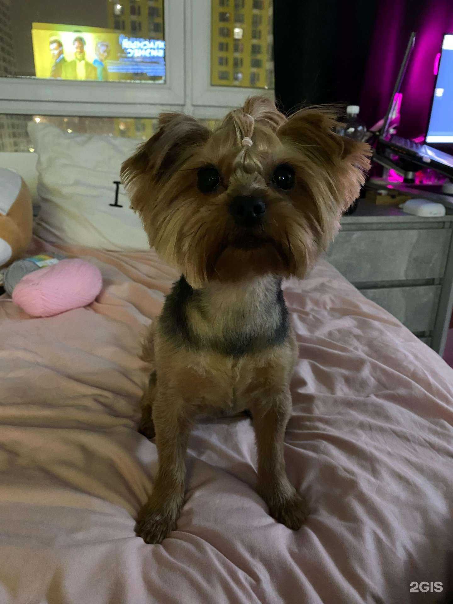 Отзывы на компанию Квокка zoo в Коммунарке c фото