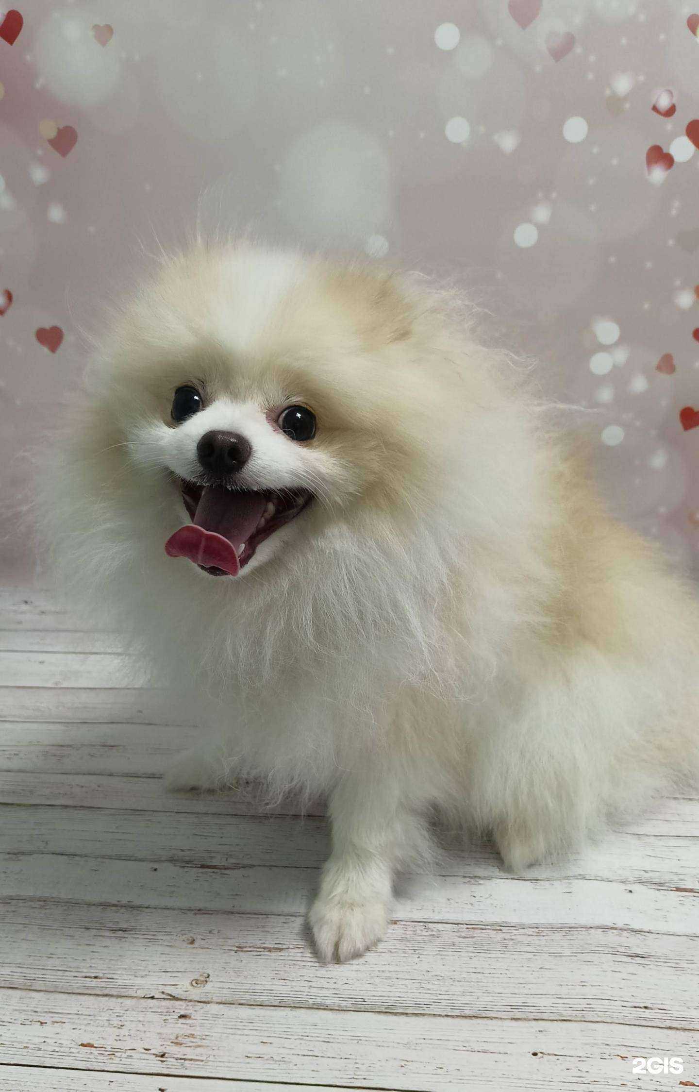 Отзывы на компанию Лапочка в Прокопьевске c фото