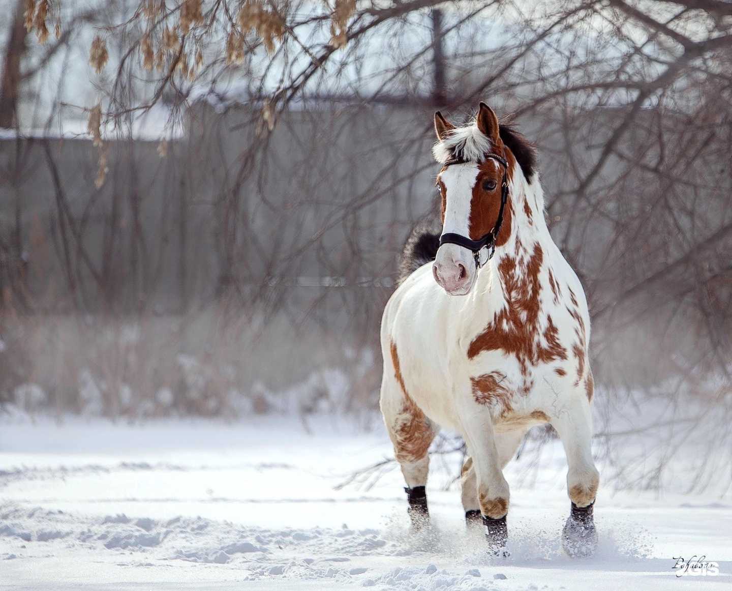 Отзывы на компанию Пегас в г. Красноярск c фото