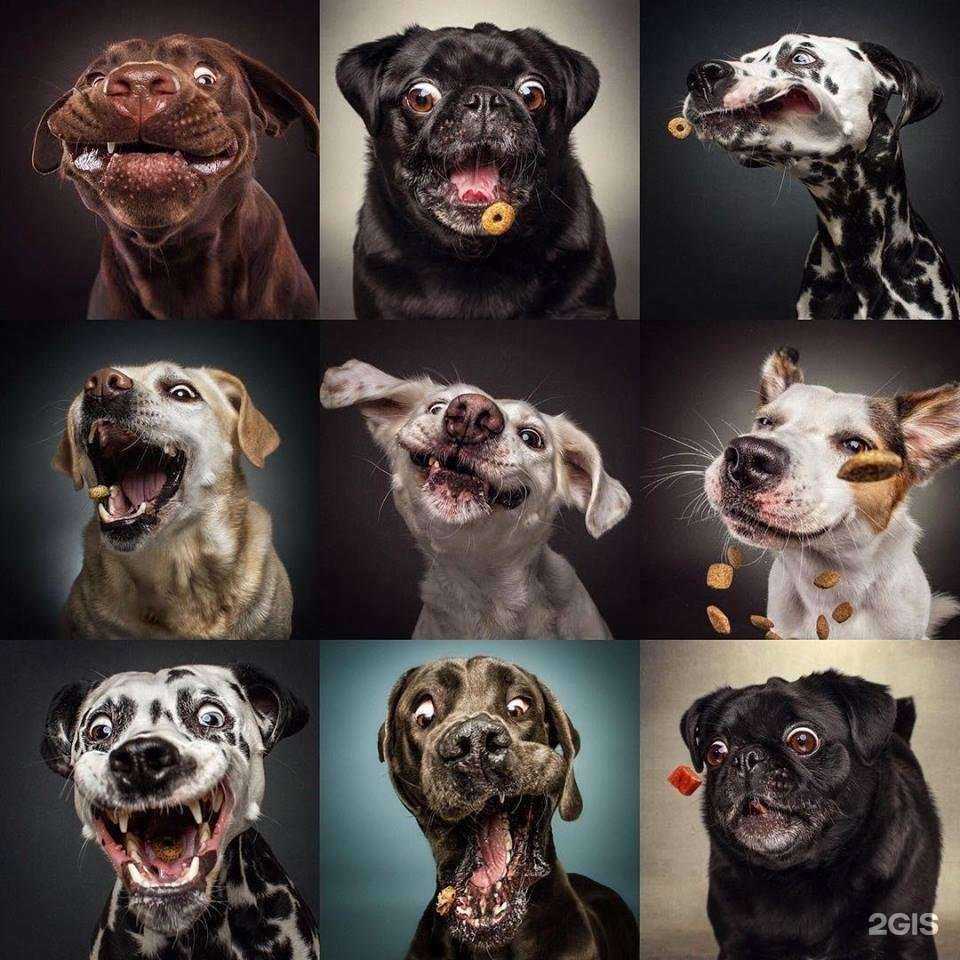 Отзывы на компанию Айболит в Чехове c фото