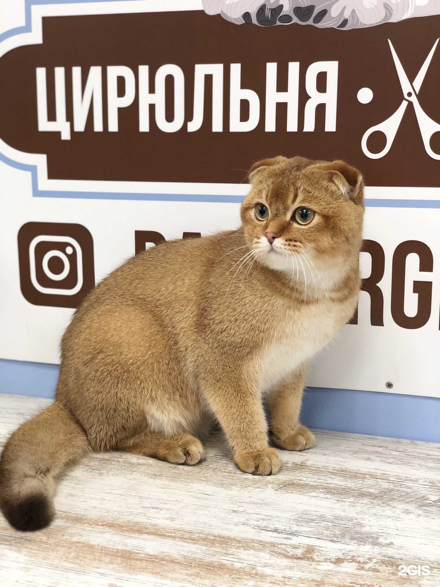 Отзывы на компанию BarberGroom в Воронеже c фото