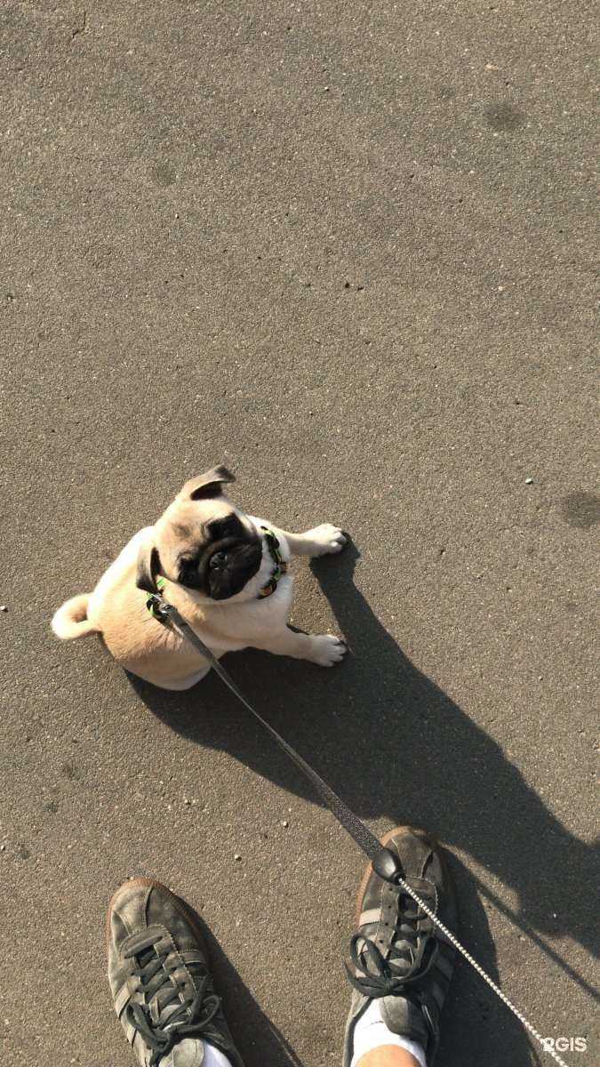 Отзывы на компанию ВетЗооЦентр в Абакане c фото