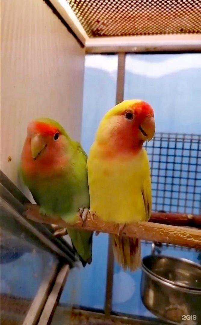 Отзывы на компанию Зоомагазин в Петрозаводске c фото