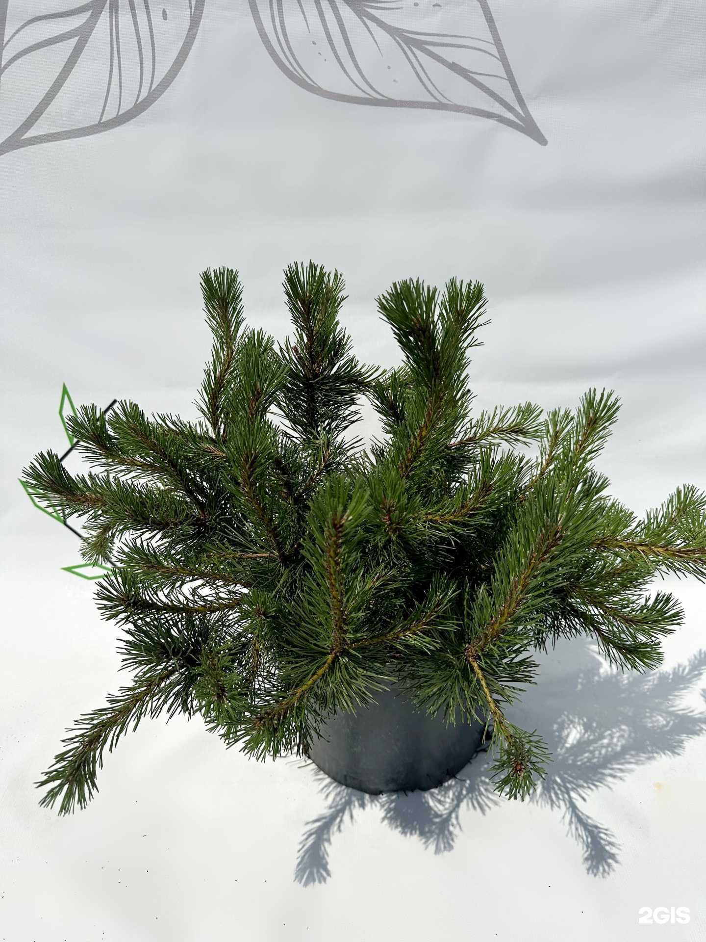 Отзывы на компанию Миросад в Котельниках c фото