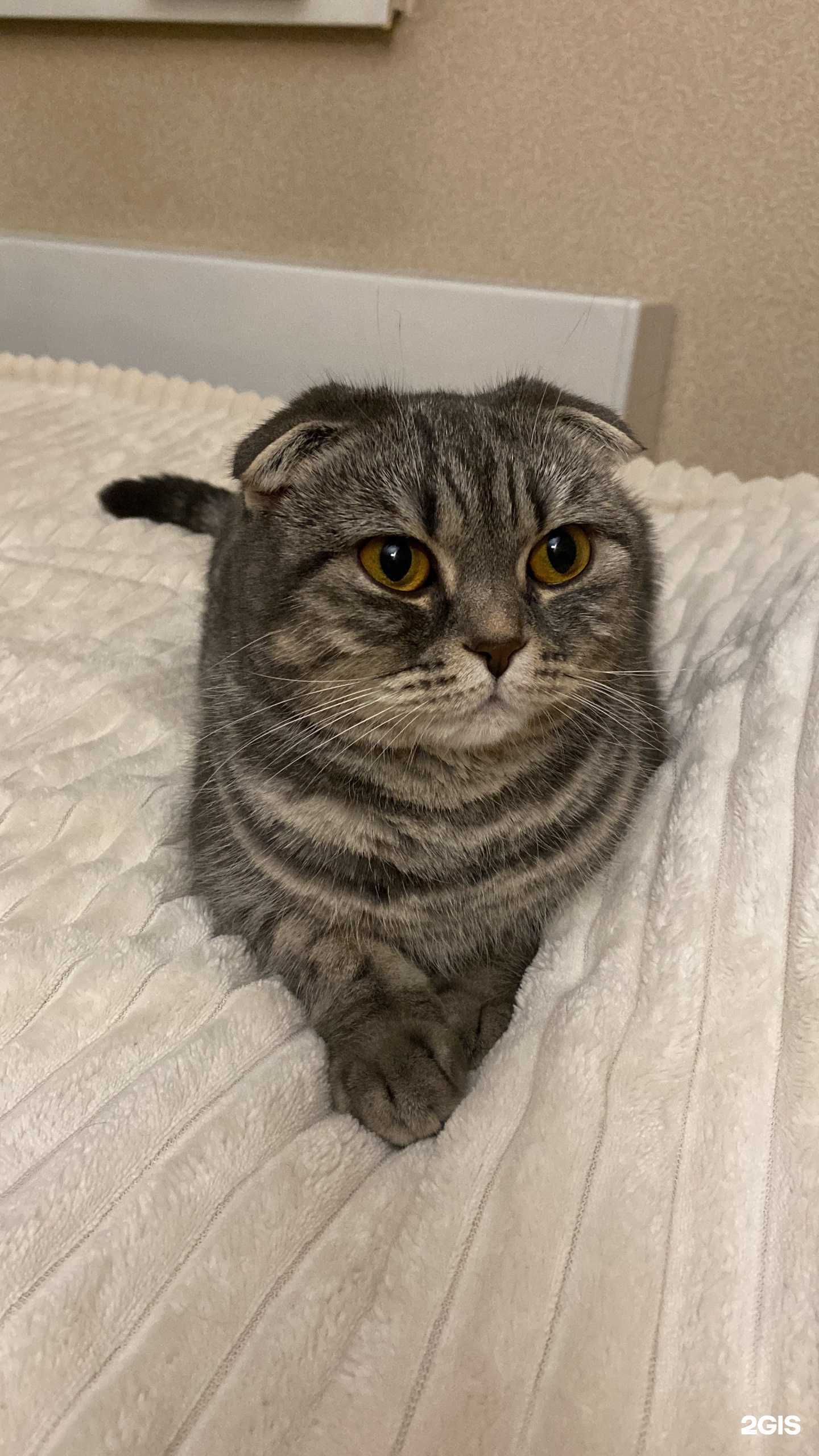 Отзывы на компанию Лента в г. Кемерово c фото