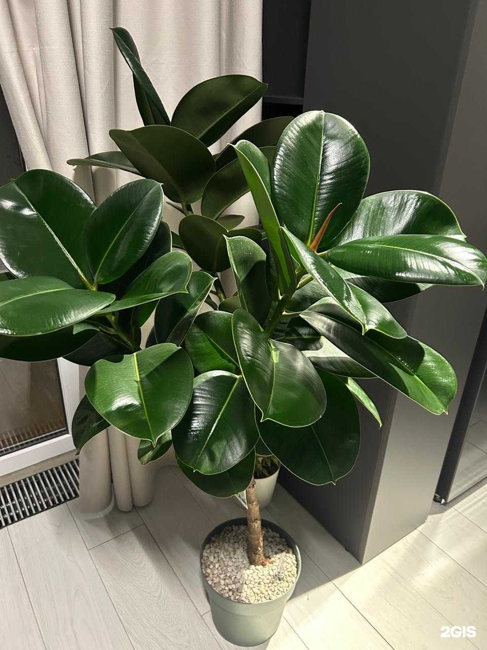 Отзывы на компанию Комнатные растения и бонсай в Ессентуках c фото