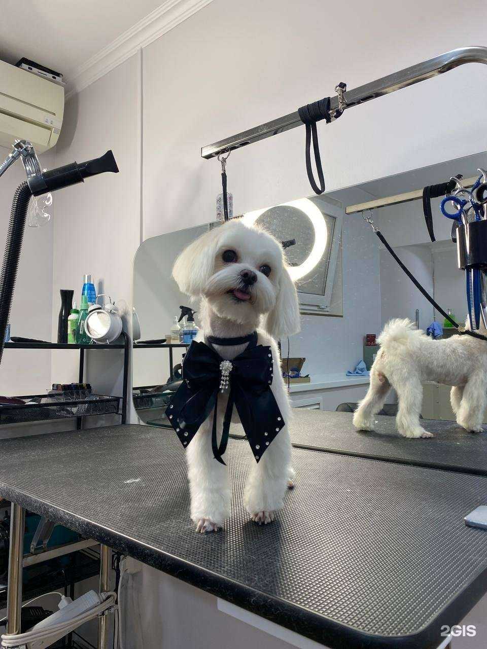 Отзывы на компанию здесь грумер в г. Краснодар c фото