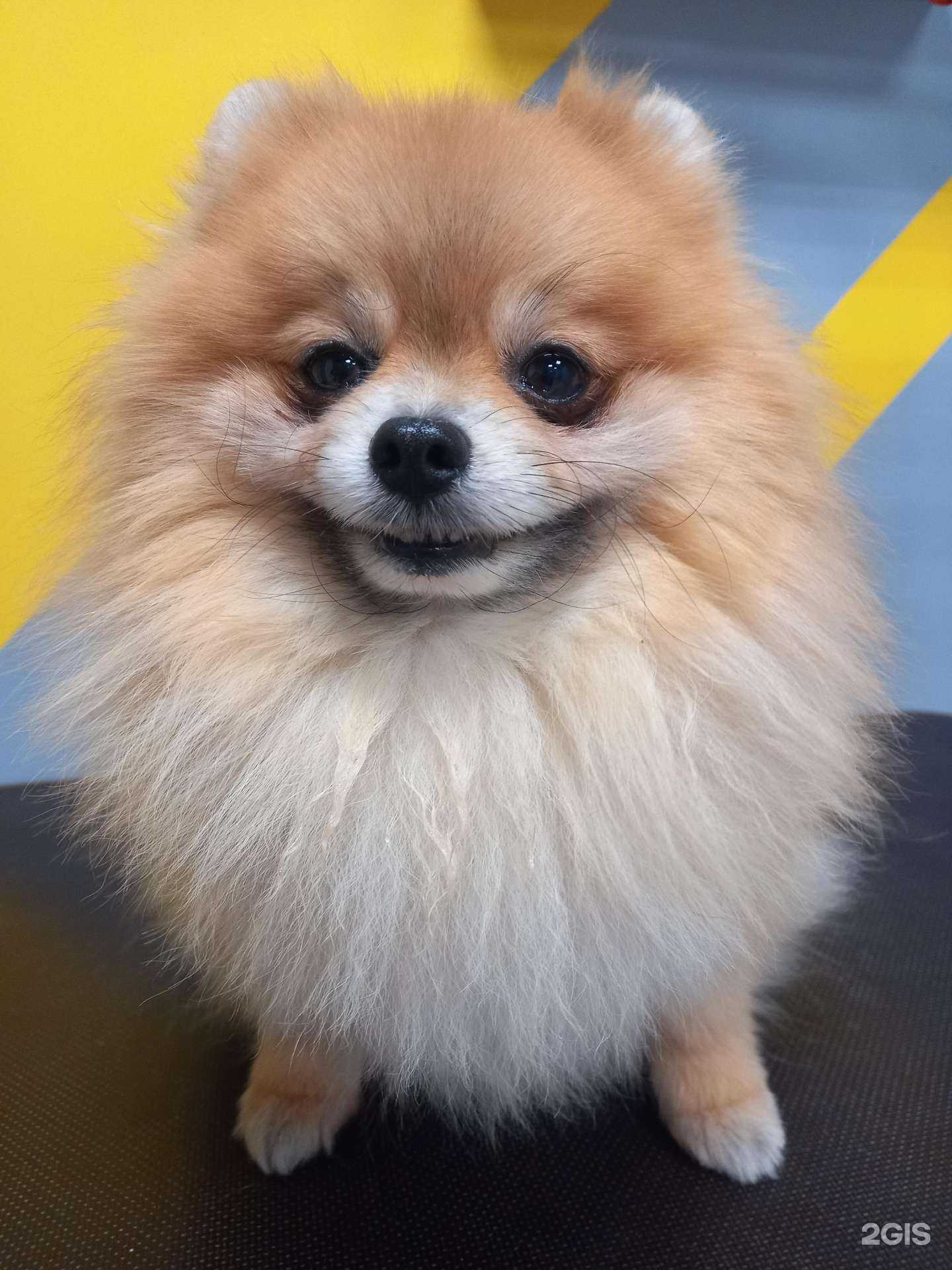 Отзывы на компанию Лапа моя в Липецке c фото