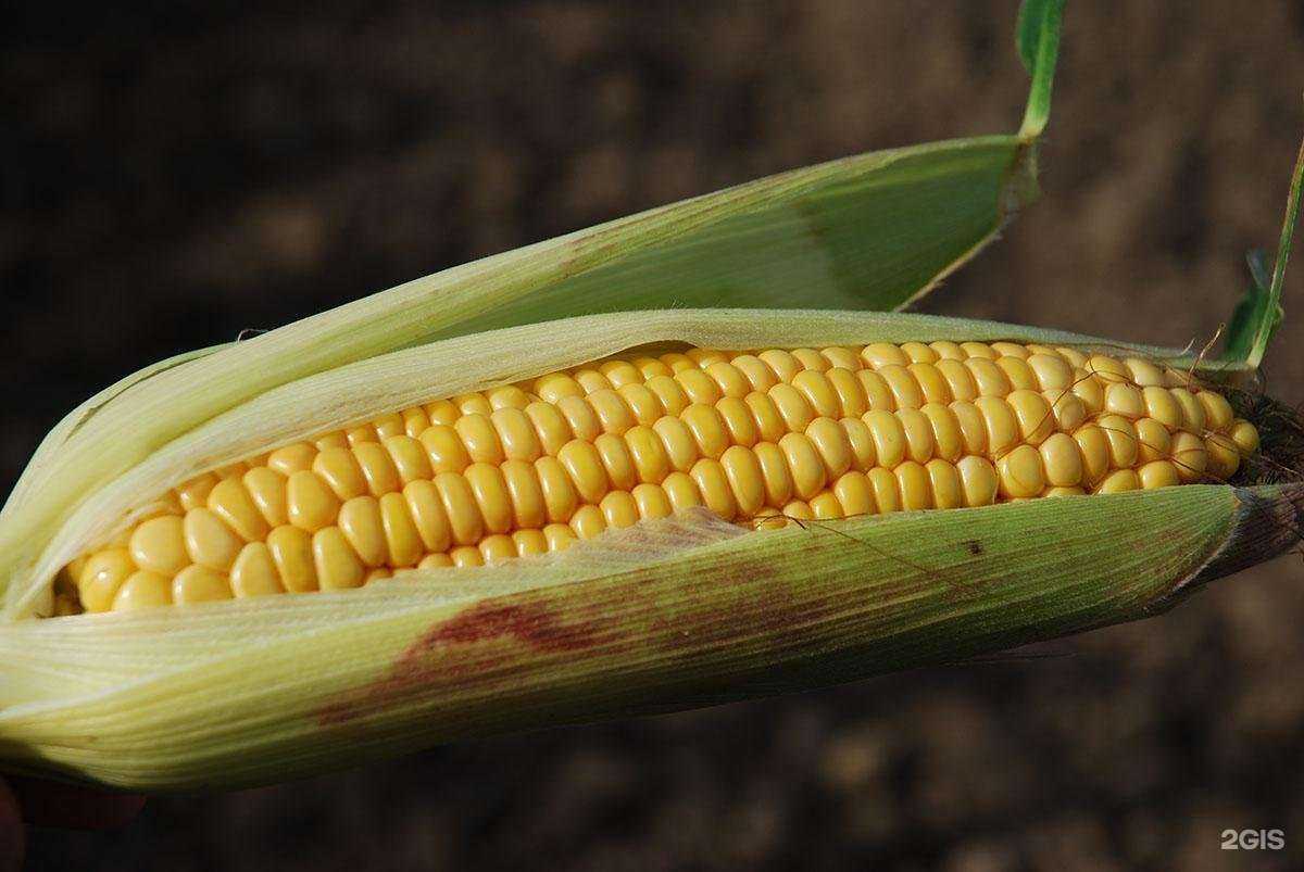 Отзывы на компанию Фитапром в Бердске c фото