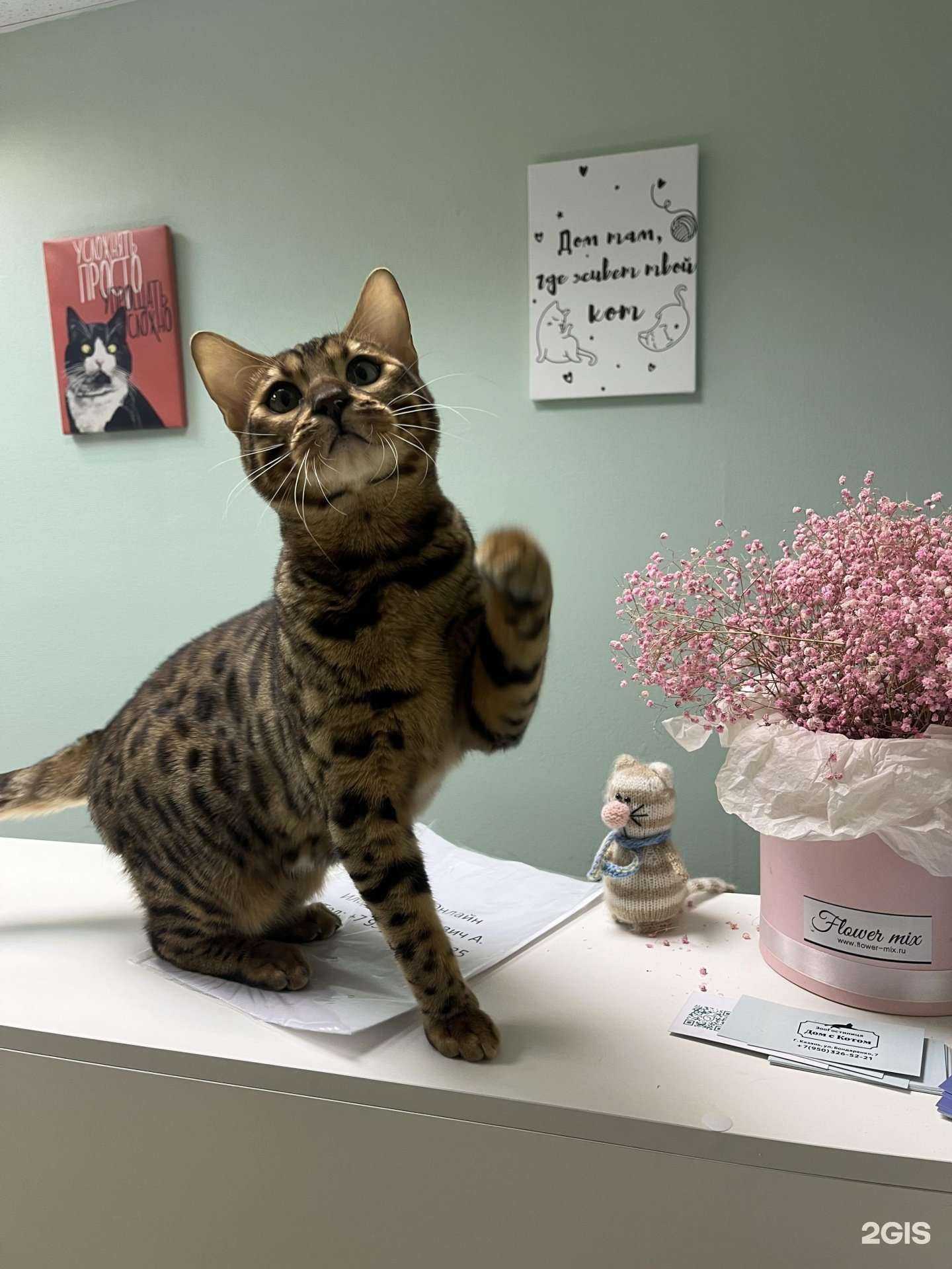 Отзывы на компанию Дом с Котом в г. Казань c фото