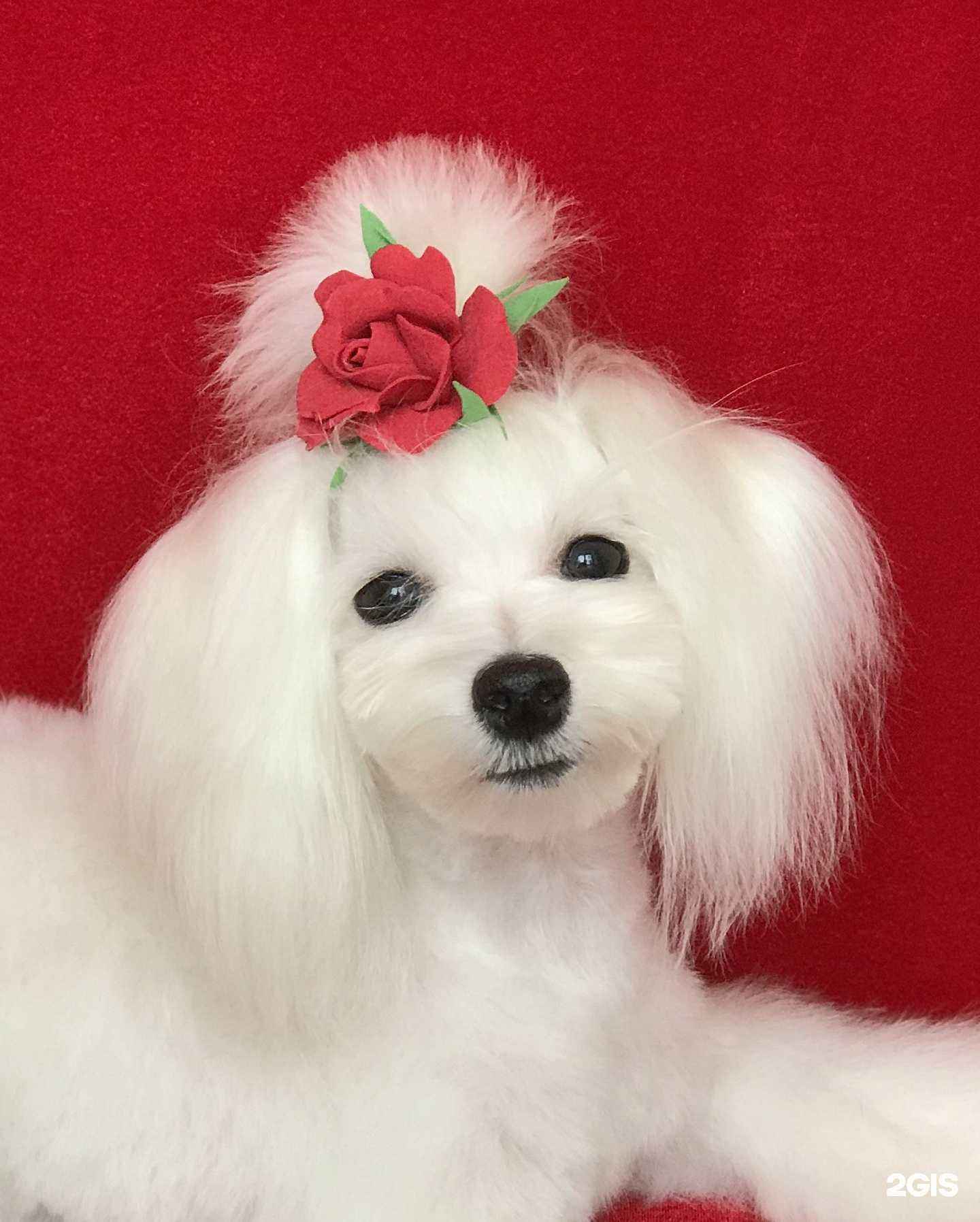 Отзывы на компанию Зоосалон №1 в Тольятти c фото