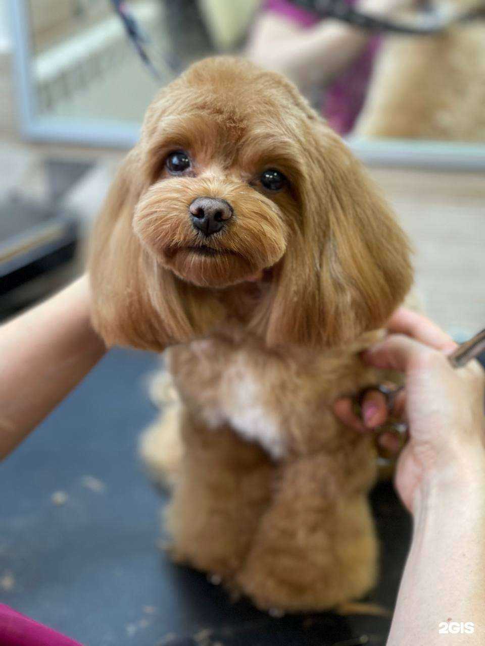 Отзывы на компанию Laika в г. Пермь c фото