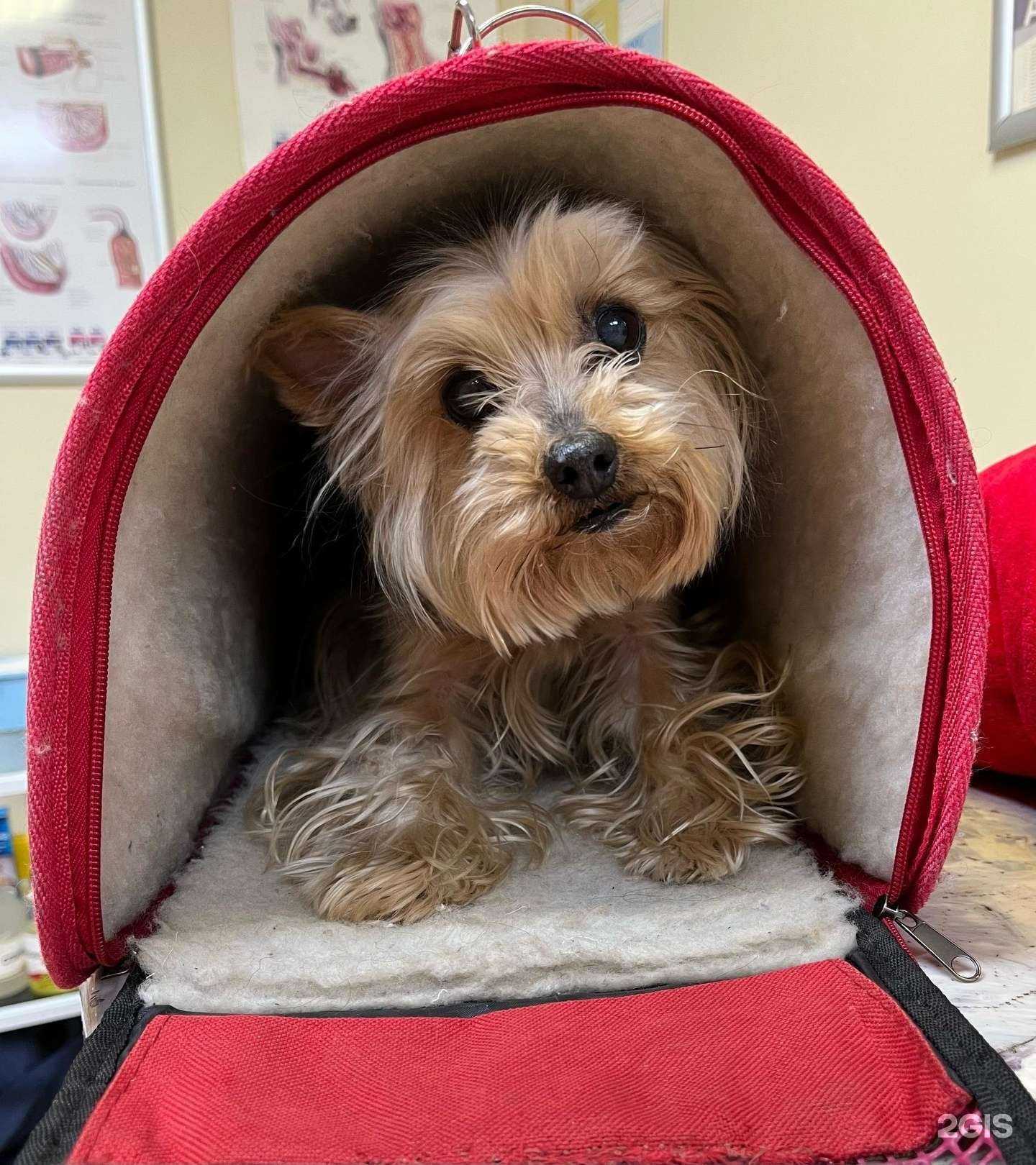 Отзывы на компанию Акуна Матата в Новосибирске c фото