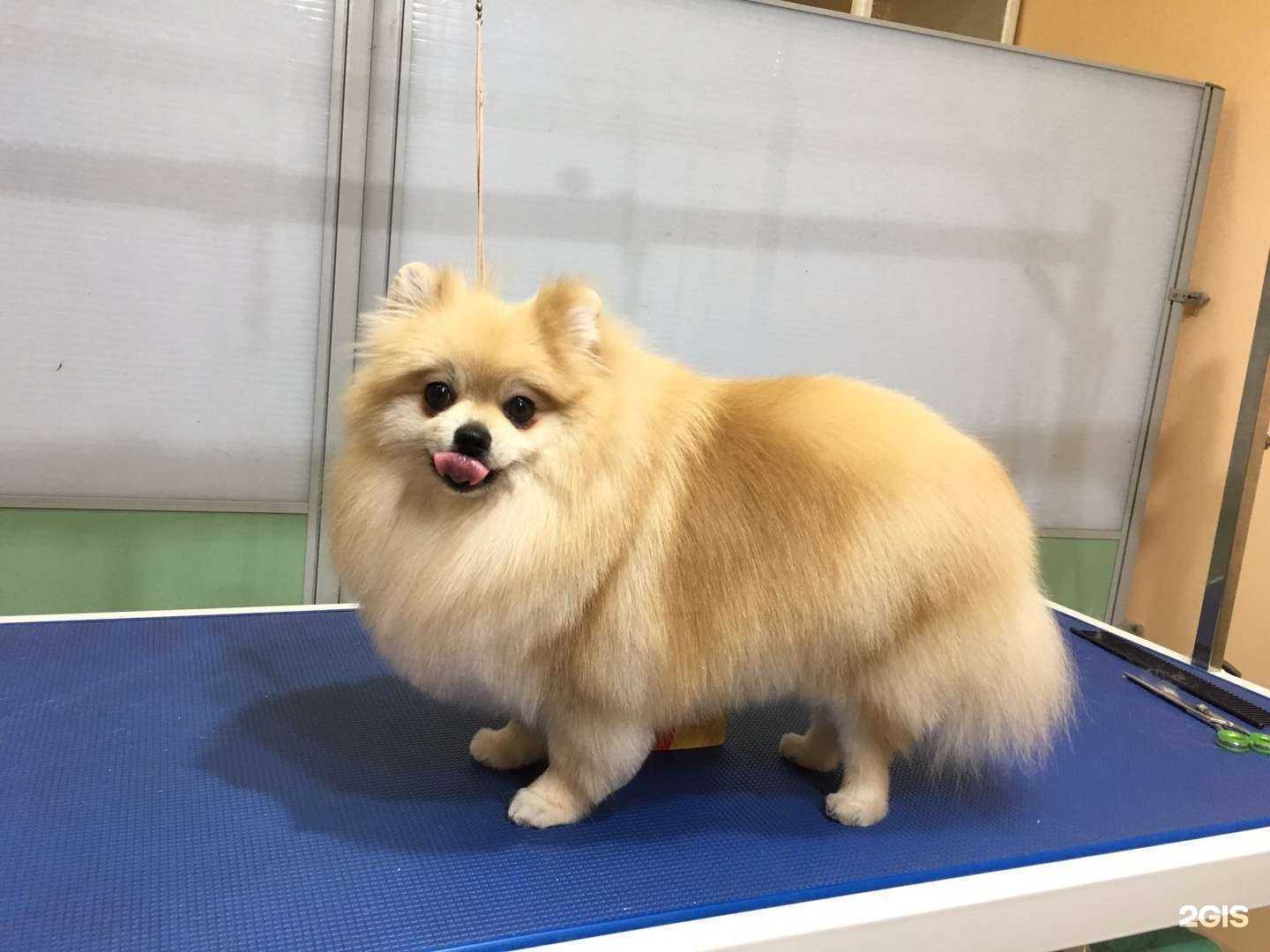 Отзывы на компанию Elite Dog в Архангельске c фото