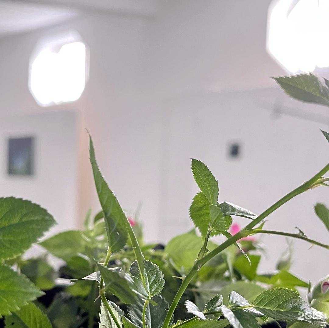 Отзывы на компанию Чудо в г. Курск c фото