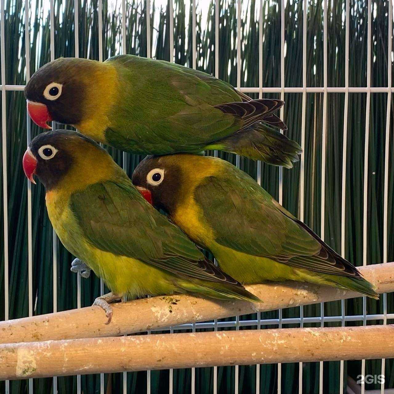 Отзывы на компанию ЗооМУРкет в Пскове c фото