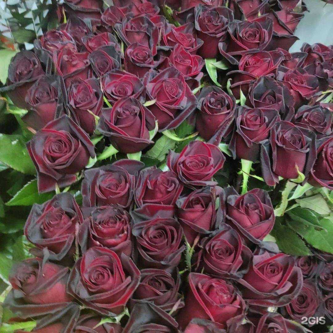 Отзывы на компанию Магазин растений в г. Батайск c фото