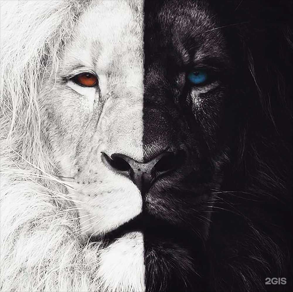 Отзывы на компанию Вегас в г. Новосибирск c фото