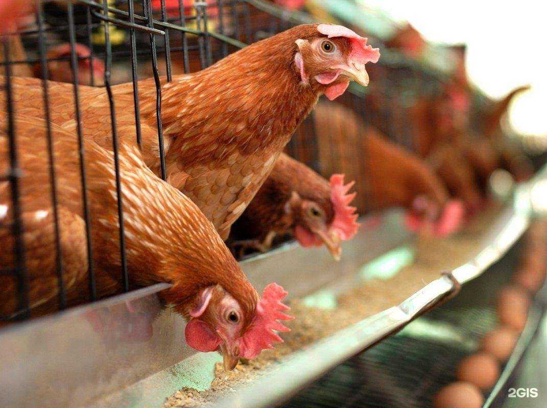 Отзывы на компанию Вологодская областная ветеринарная поликлиника в г. Вологда c фото